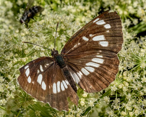 Close-up with Hungarian glider butterfly (neptis rivularis) sitting on a  flower. 