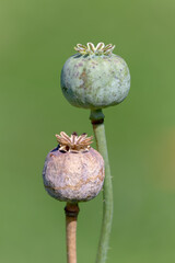 poppy seed heads