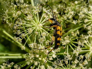 Close-up with Spotted long horn beetle Ruptela maculata  sitting on a  flower. 