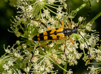 Close-up with Spotted long horn beetle Ruptela maculata  sitting on a  flower. 