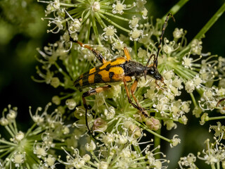 Close-up with Spotted long horn beetle Ruptela maculata  sitting on a  flower. 