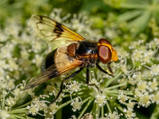 Close-up with Pellucid fly (Volucella pellucens) sitting on a  flower. 