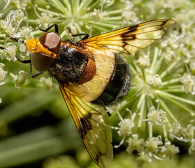 Close-up with Pellucid fly (Volucella pellucens) sitting on a  flower. 