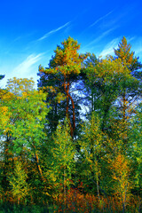 summer landscape. dense forest on a sunny day. Beautiful spruce and pine forests.An earthen road. with a blue sky. Green trees. natural background.Creative image. postcard.