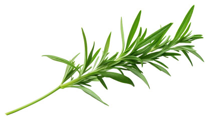 Fototapeta premium PNG Tarragon plant herbs food.