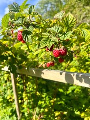 strawberries in the garden