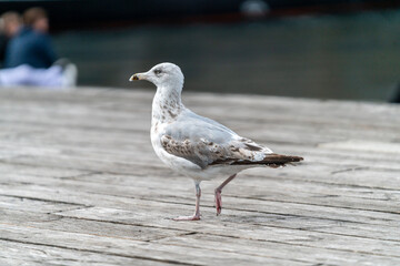 seagull on the pier
