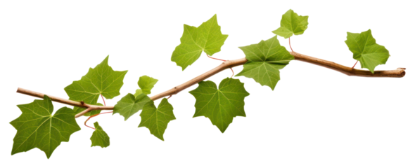PNG Plant leaf tree vine transparent background