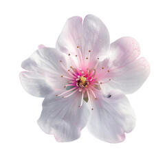 Naklejka premium Ultra-Close-Up of a Single Cherry Blossom in Full Bloom, PNG File