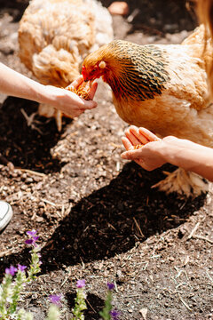 Anonymous hands feeding chickens 