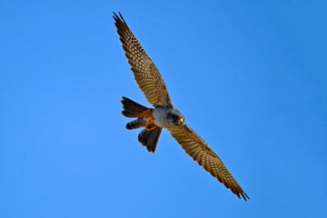 Rotfußfalke - Männchen // Red-footed falcon - male (Falco vespertinus)