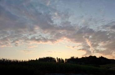 Clear sunset in the forest