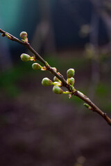 buds of a tree