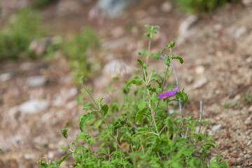 Maries freshwater lake on the island of Thassos Greece