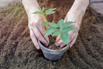Gardening work and female hands transplanting plants. Seedlings in flower pot in the garden. Autumn gardening in a warm  autumn sunny day.