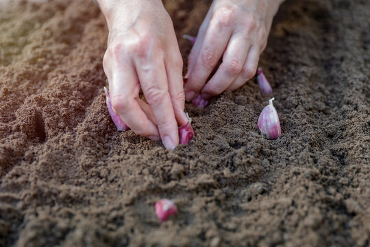 Woman farmer hands planting bulbs in the soil. Growing plants and vegetables naturally concept.