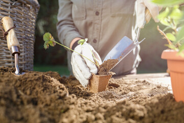 Gardening work and female hands transplanting plants. Seedlings in the garden. Autumn gardening in...