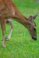 roe deer against the background of grass