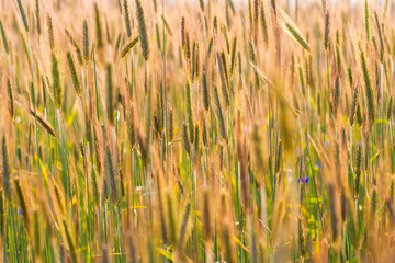 Ripening grain in the field.
