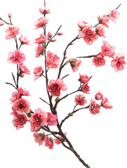 Fototapeta premium cherry blossom sakura