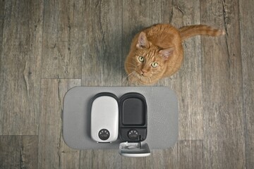 Cute ginger cat looking at camera and waiting for food by automatic feeder machine. Seen directly...