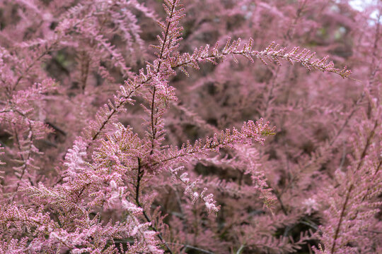 Colorful blossoming bushes of tamarix parviflora outdoors