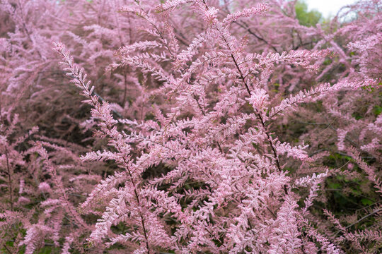 Colorful blossoming bushes of tamarix parviflora outdoors