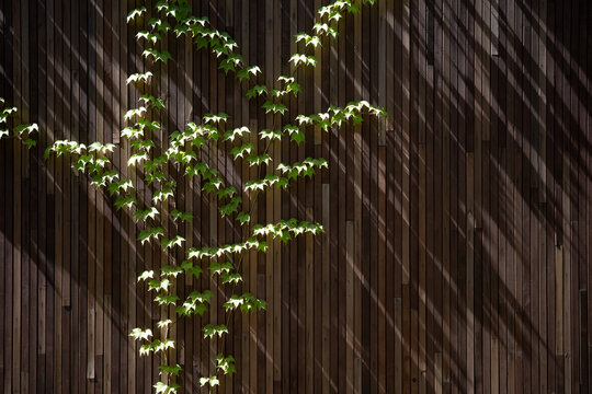 Rough facade of hardwood fence with green plants around