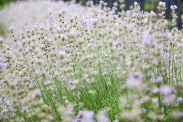 lavender flowers background