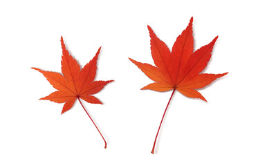 もみじ 落ち葉 イラスト リアル