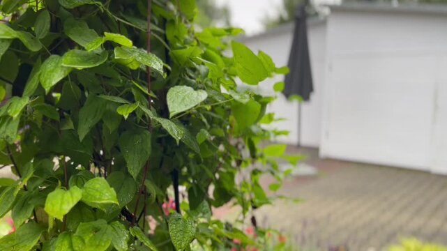 Deszczowy dzień w ogrodzie z tyłu domu w tle garaże