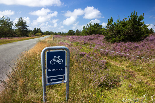 Stra&szlig;e bei Bollimark mit bl&uuml;hender Heidelandschaft mit Verkehrsschild das auf den Radweg zum Aussichtspunkt Hostbjerg D&uuml;ne hinweist.
