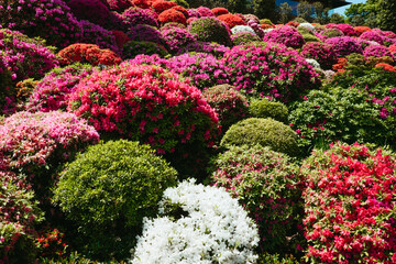 Blooming season in Japan