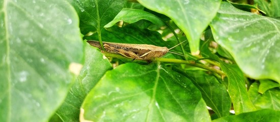 grasshopper on a leaf