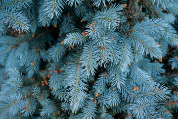 Coniferous tree with branches