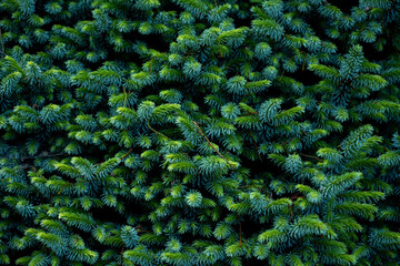 Vew of thick green trees