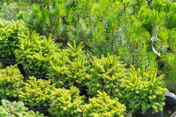 Young evergreen bushes and trees in pots in the open air, plants in the garden center. Garden store center with many young coniferous bushes and trees.