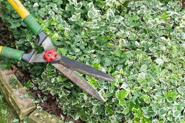 Garden shears trimming euonymus bushes . Pruning, trimming euonymus bushes with garden scissors....