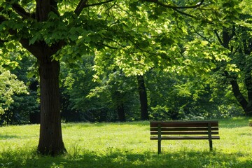 bench in the park