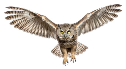 PNG Owl owl animal flying.