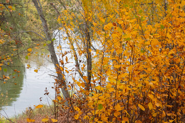 Autumn forest on the river bank. Forest river in autumn. Autumn forest river. Autumn river forest landscape