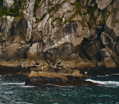 Sea lion on rocks 