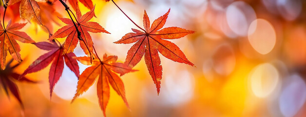 colorful maple leaves in autumn, leaf peeping background cover image 