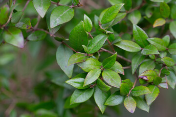 Leaves of Common Myrtle, Myrtus communis. It is native across the Mediterranean Region. Background...
