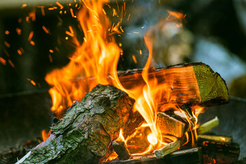 campfire in the forest with burning wood