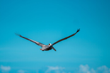 Fototapeta premium brown pelican on the sky
