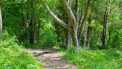Gardinen A natural path leading through the park © Denny
