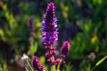 flowers in the garden