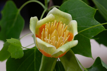 Flowers of tulip tree (Liriodendron tulipifera) blooming in spring . Unopened flower bud at upper...