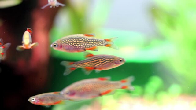 The celestial pearl danio Margaritatus Galaxy Microrasbora. Macro view the school of aquarium fish rasbora, Bright blue body pearly dots, orange red fins tails. shallow depth of field